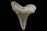 Fossil Shark (Cretoxyrhina) Tooth - Kansas #134831-1